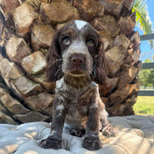 Load image into Gallery viewer, ANDY - Male Cocker Spaniel - Ready This Weekend