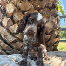 Load image into Gallery viewer, ANDY - Male Cocker Spaniel - Ready This Weekend