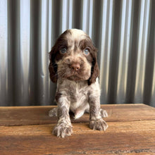 Load image into Gallery viewer, ANDY - Male Cocker Spaniel - Ready This Weekend