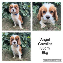 Load image into Gallery viewer, ARLO - Male Toy Cavoodle - Ready 22nd Feb