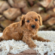 Load image into Gallery viewer, ANNA - Female Toy Cavoodle - Ready 13th June