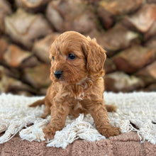 Load image into Gallery viewer, ANNA - Female Toy Cavoodle - Ready 13th June