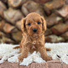 Load image into Gallery viewer, ANNA - Female Toy Cavoodle - Ready 13th June