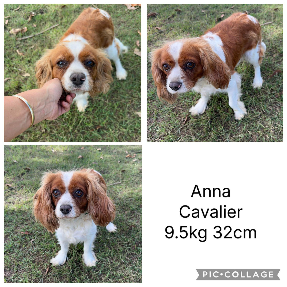 .✨ARROW - Male Toy Cavoodle - Ready Now