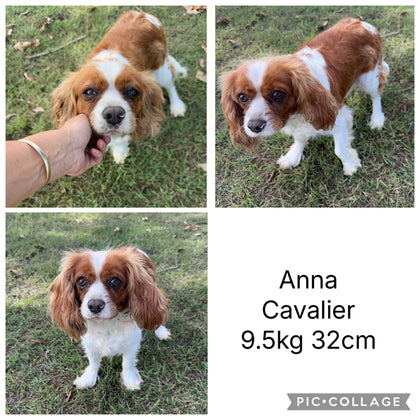 .✨ARROW - Male Toy Cavoodle - Ready Now