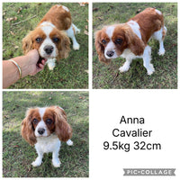 .✨ARROW - Male Toy Cavoodle - Ready Now