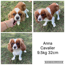 Load image into Gallery viewer, ARCHER - Male Toy Cavoodle - Ready 5th Sept NOW