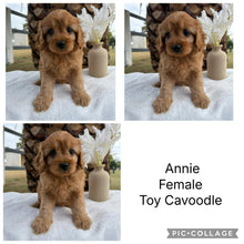 Load image into Gallery viewer, ANNIE - Female Toy Cavoodle - Ready 22nd Feb