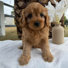 Load image into Gallery viewer, ANNIE - Female Toy Cavoodle - Ready 22nd Feb