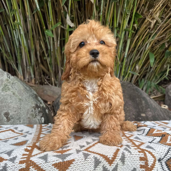 ANTHONY - Male Toy Cavoodle - Ready Now