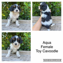 Load image into Gallery viewer, AQUA - Female Toy Cavoodle - Ready 4th May