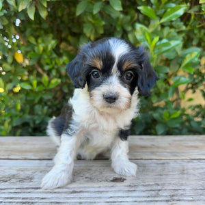 AQUA - Female Toy Cavoodle - Ready 4th May