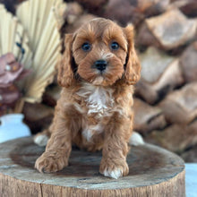 Load image into Gallery viewer, ARCHER - Male Toy Cavoodle - Ready 5th Sept NOW