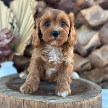 Load image into Gallery viewer, ARCHER - Male Toy Cavoodle - Ready 5th Sept NOW