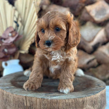 Load image into Gallery viewer, ARCHER - Male Toy Cavoodle - Ready 5th Sept NOW