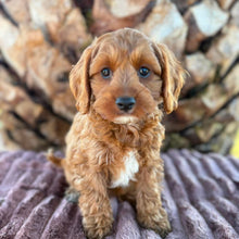 Load image into Gallery viewer, ARCHIE - Male Toy Cavoodle - Ready 13th June