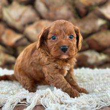 Load image into Gallery viewer, ARCHIE - Male Toy Cavoodle - Ready 13th June