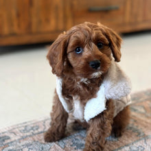 Load image into Gallery viewer, ARCHIE - Male Toy Cavoodle - Ready 13th June