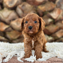 Load image into Gallery viewer, ARCHIE - Male Toy Cavoodle - Ready 13th June