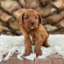 Load image into Gallery viewer, ARCHIE - Male Toy Cavoodle - Ready 13th June