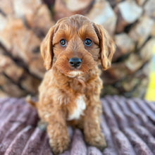 Load image into Gallery viewer, ARCHIE - Male Toy Cavoodle - Ready 13th June