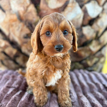 Load image into Gallery viewer, ARCHIE - Male Toy Cavoodle - Ready 13th June