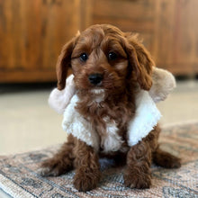 Load image into Gallery viewer, ARCHIE - Male Toy Cavoodle - Ready 13th June