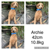 SNOOPY - Male Mini Spoodle - Ready Now