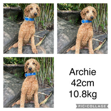 Load image into Gallery viewer, JOSH - Male Mini Poodle - Ready 8th Sept