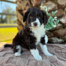Load image into Gallery viewer, ARIA - Female Mini American Doodle (Aussie Doodle) - Ready 13th June
