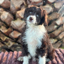 Load image into Gallery viewer, .✨ARIA - Female Mini American Doodle (Aussie Doodle) - Ready 13th June