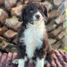 Load image into Gallery viewer, .✨ARIA - Female Mini American Doodle (Aussie Doodle) - Ready 13th June