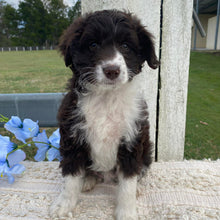 Load image into Gallery viewer, .✨ARIA - Female Mini American Doodle (Aussie Doodle) - Ready 13th June