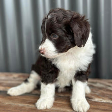Load image into Gallery viewer, ARIA - Female Mini American Doodle (Aussie Doodle) - Ready 13th June