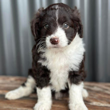 Load image into Gallery viewer, ARIA - Female Mini American Doodle (Aussie Doodle) - Ready 13th June
