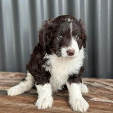 Load image into Gallery viewer, ARIA - Female Mini American Doodle (Aussie Doodle) - Ready 13th June