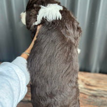 Load image into Gallery viewer, ARIA - Female Mini American Doodle (Aussie Doodle) - Ready 13th June
