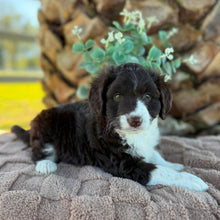 Load image into Gallery viewer, ARIA - Female Mini American Doodle (Aussie Doodle) - Ready 13th June