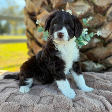 Load image into Gallery viewer, ARIA - Female Mini American Doodle (Aussie Doodle) - Ready 13th June