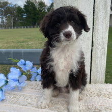 Load image into Gallery viewer, .✨ARIA - Female Mini American Doodle (Aussie Doodle) - Ready 13th June