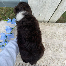 Load image into Gallery viewer, .✨ARIA - Female Mini American Doodle (Aussie Doodle) - Ready 13th June