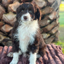 Load image into Gallery viewer, .✨ARIA - Female Mini American Doodle (Aussie Doodle) - Ready 13th June
