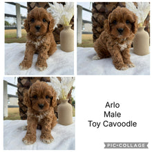 Load image into Gallery viewer, ARLO - Male Toy Cavoodle - Ready 22nd Feb