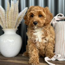 Load image into Gallery viewer, ARLO - Male Toy Cavoodle - Ready for Home NOW