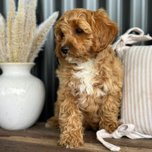 Load image into Gallery viewer, ARLO - Male Toy Cavoodle - Ready for Home NOW