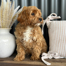 Load image into Gallery viewer, ARLO - Male Toy Cavoodle - Ready for Home NOW