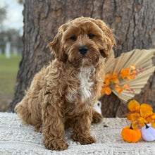 Load image into Gallery viewer, ARLO - Male Toy Cavoodle - WEBSITE LAUNCH SPECIAL