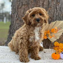 Load image into Gallery viewer, ARLO - Male Toy Cavoodle - WEBSITE LAUNCH SPECIAL