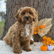 Load image into Gallery viewer, ARLO - Male Toy Cavoodle - WEBSITE LAUNCH SPECIAL