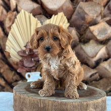 Load image into Gallery viewer, ARLO - Male Toy Cavoodle - Ready for Home NOW